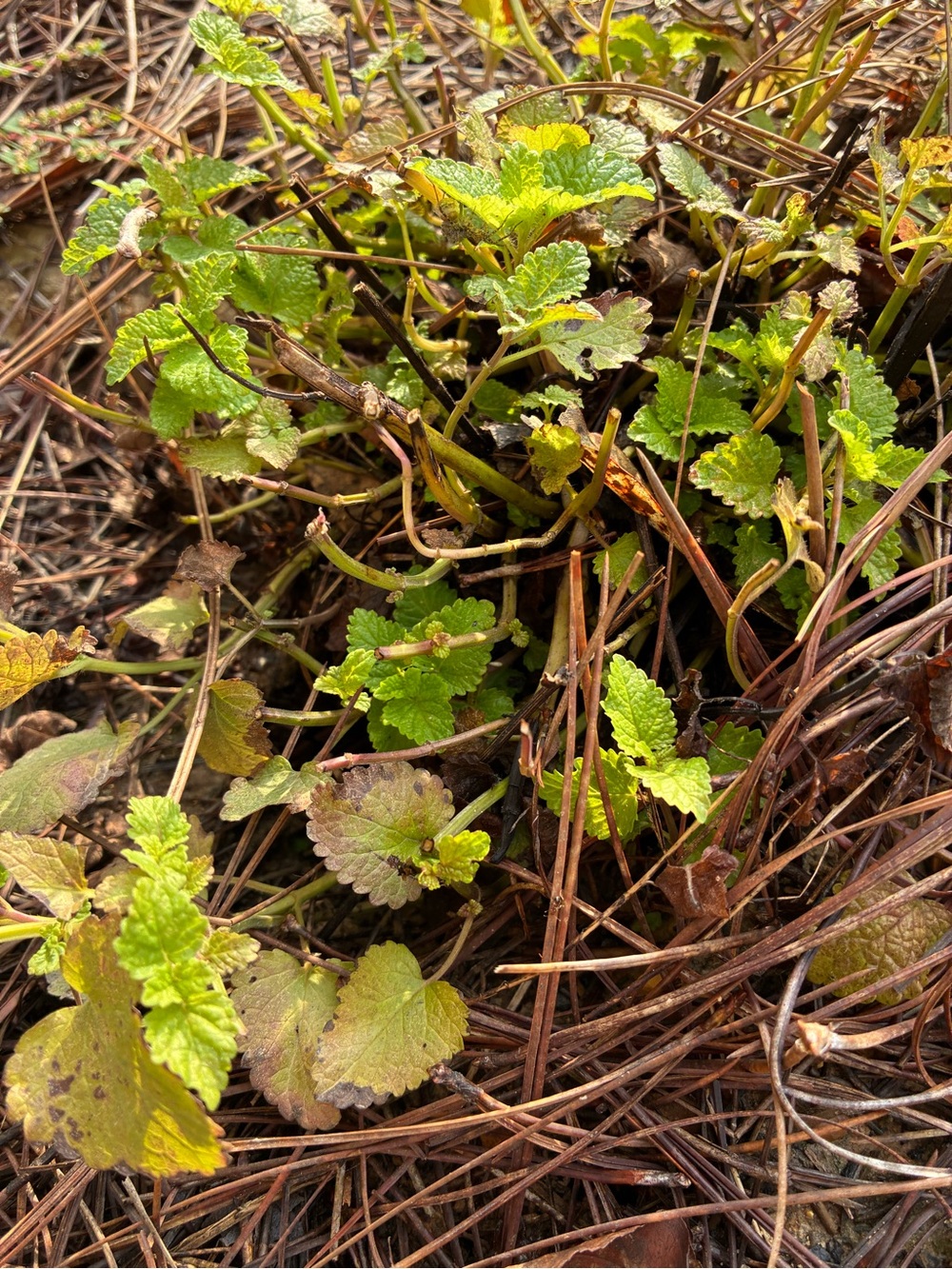 Organic Melissa officials - 2oz dried leaves from yellow flower farm lemon balm